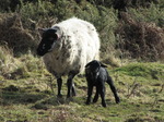 SX12440 Tiny little black lamb with ewe.jpg